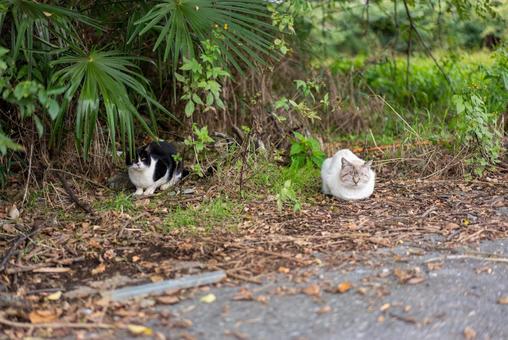 緑陰の二匹の猫 猫,白猫,黒白猫の写真素材
