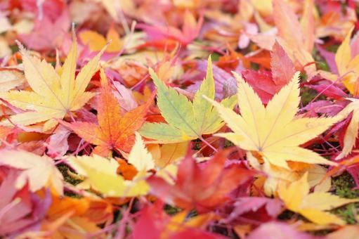 カラフルな紅葉 カラフルな紅葉 秋,紅葉,葉の写真素材