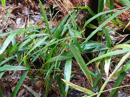 雨に打たれる笹の葉 笹,笹山かず子,木の写真素材
