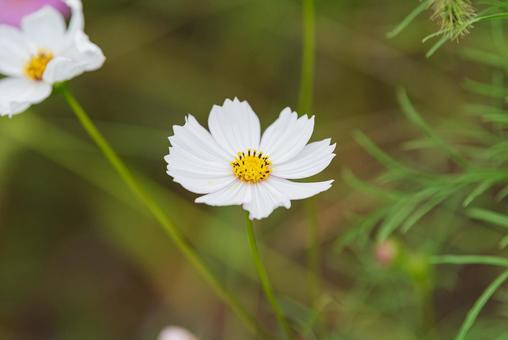 白色の美しいコスモス 白色の美しいコスモス コスモス,秋桜,草花の写真素材