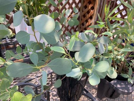 Photo, plant, poplar, plants, 