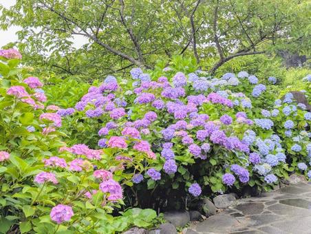 あじさい路の写真