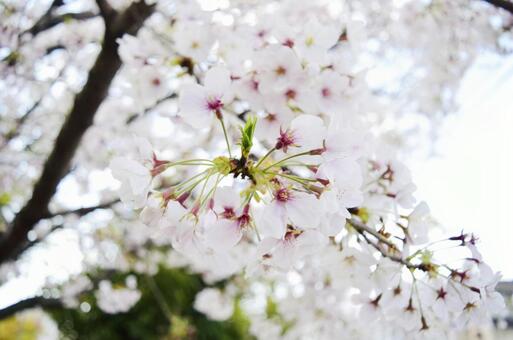 桜 桜の写真