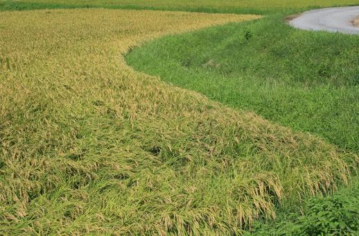 実った稲穂と田園風景ですの写真