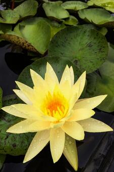 水滴を乗せた鮮やかな黄色い睡蓮のアップ 睡蓮,スイレン,花の写真素材