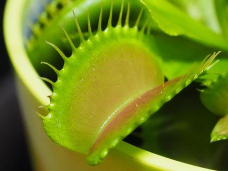 ハエトリグサ ハエトリグサ ハエトリグサ,ハエトリ草,食虫植物の写真素材