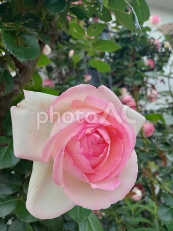 中が濃いピンクのグラデーションの薔薇 ５月,薔薇,ピンクの写真素材