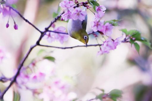 満開の河津桜とメジロの写真