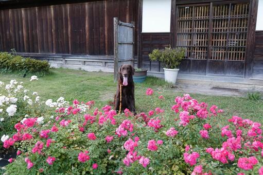 お花に囲まれて 犬,大型犬,レトリーバーの写真素材