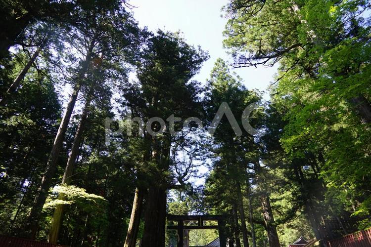 木漏れ日 木漏れ日,林,森の写真素材