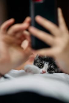 飼い主と猫 マンチカン,猫,子猫の写真素材