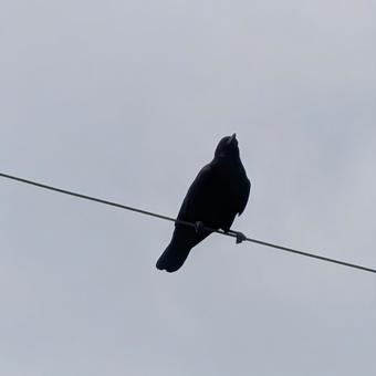 電線にとまるカラス 電線にとまるカラスの写真