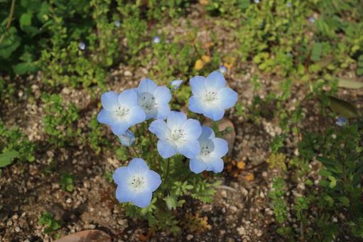 Small Blue Flower, JPG Small Blue Flower, JPG