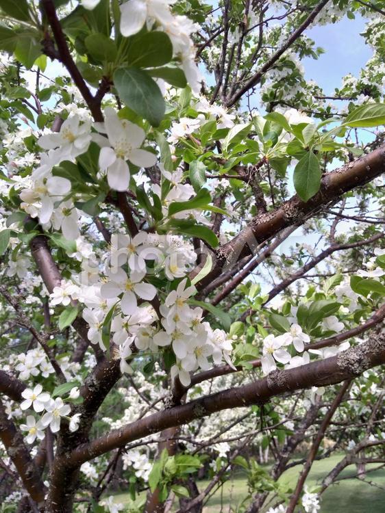 りんごの木　白い花 りんごの木,白い花,樹木の写真素材