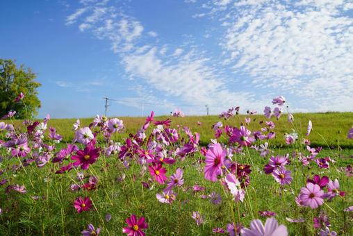 コスモスの花が咲く風景 コスモス,秋,晴天の写真素材