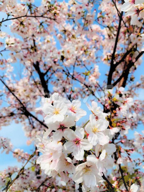 青空の下の桜3 桜,春,植物の写真素材