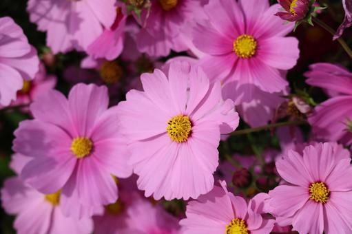 満開のピンクの花びらの秋桜の花のアップ 満開,ピンク,花びらの写真素材
