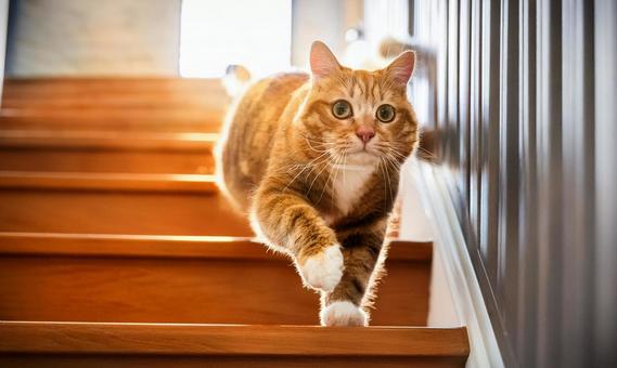 階段と猫 階段と猫の写真