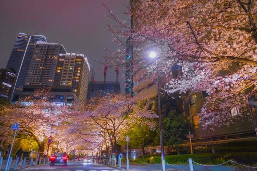 夜空の下の桜並木と車道 桜,車道,夜桜の写真素材