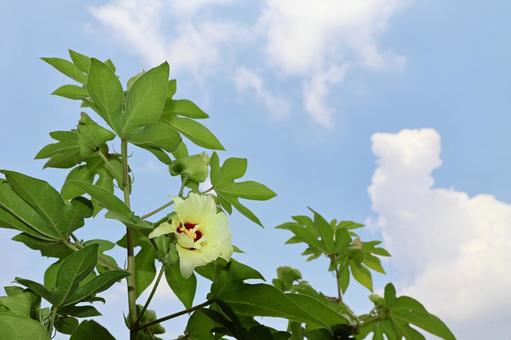 綿8(花) 綿8(花) 綿,花,黄色の写真素材