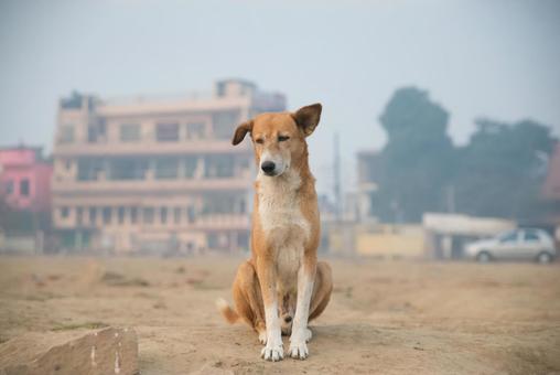 インド、バラナシの野犬 インド、バラナシの野犬 インド,バラナシ,ベナレスの写真素材