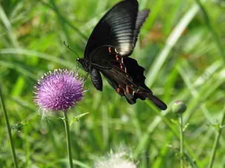 カラスアゲハ カラスアゲハの写真