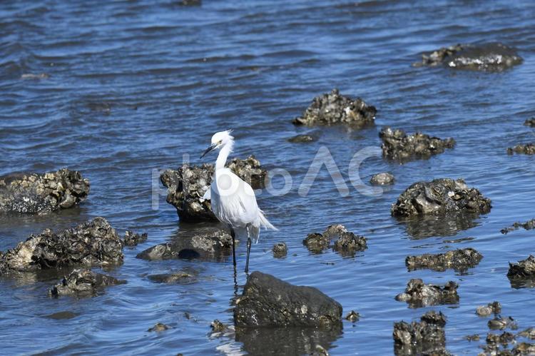 海岸沿いで狩りをするコサギ 野鳥,バードウォッチング,サギの写真素材