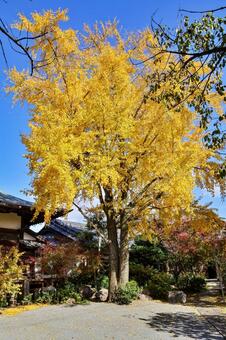 円立寺の大銀杏 円立寺,圓立寺,銀杏の写真素材