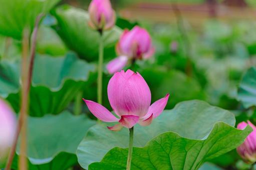 ハス池 ハスの花4ー26 ハス池 ハスの花4ー26の写真