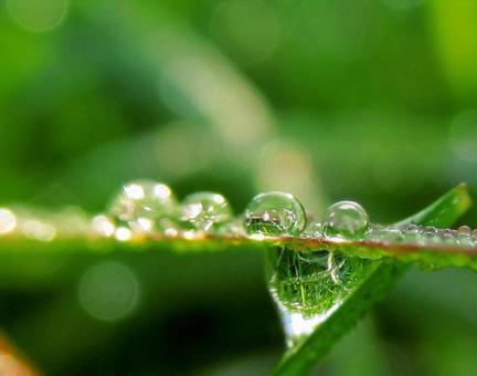 水滴と朝の光Water drops 水滴と朝の光Water dropsの写真