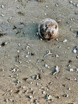 海辺 漂流物 ヤシの実 海辺 漂流物 ヤシの実の写真