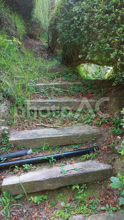 山の階段 階段,木,古いの写真素材