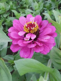 Zinnia Gorgeous Summer Pink, JPG