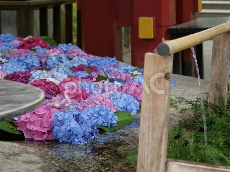 太宰府天満宮のあじさい花手水 太宰府天満宮,花手水,あじさいの写真素材