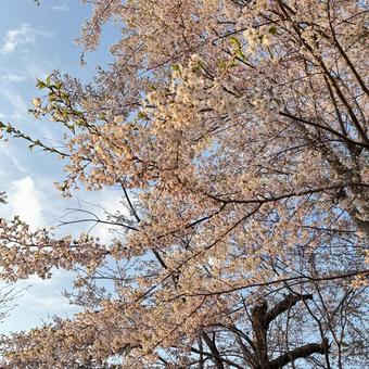毎年可愛い色で咲いてくれる公園の桜 毎年可愛い色で咲いてくれる公園の桜 桜,公園,春の写真素材