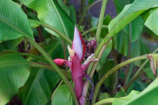 ベルチナバナナの花 ベルチナバナナの花の写真