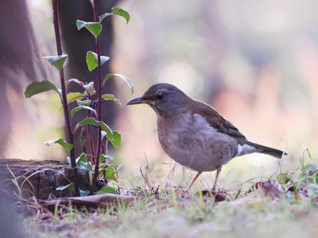 地面に降りた野鳥のシロハラ 地面に降りた野鳥のシロハラの写真