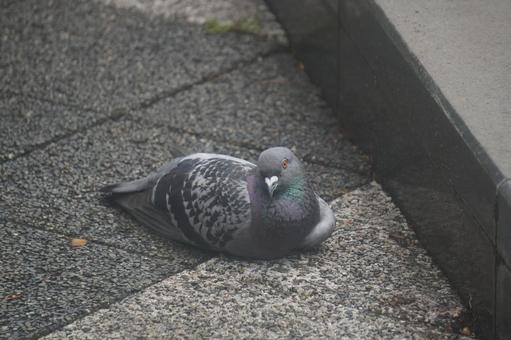 pigeon, JPG pigeon, JPG