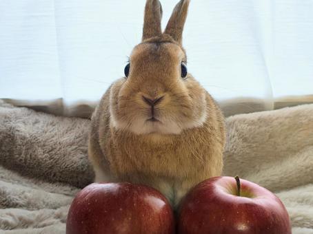 うさぎと林檎 うさぎ,ウサギ,小動物の写真素材