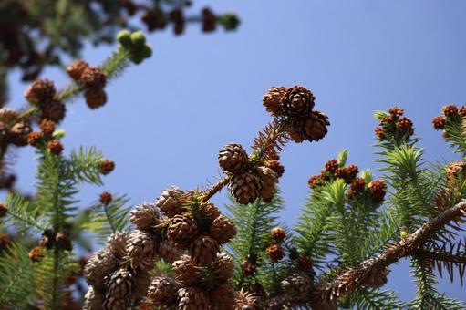 コウヨウザンの茶色い実と緑の葉の枝先の写真