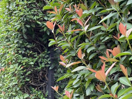 神田川9月：カナメモチの生垣の紅葉 紅葉,カナメモチ,生垣の写真素材