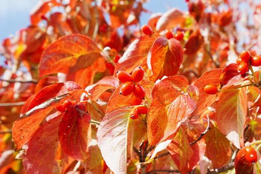 紅葉したハナミズキ2 ハナミズキ,花水木,アメリカヤマボウシの写真素材