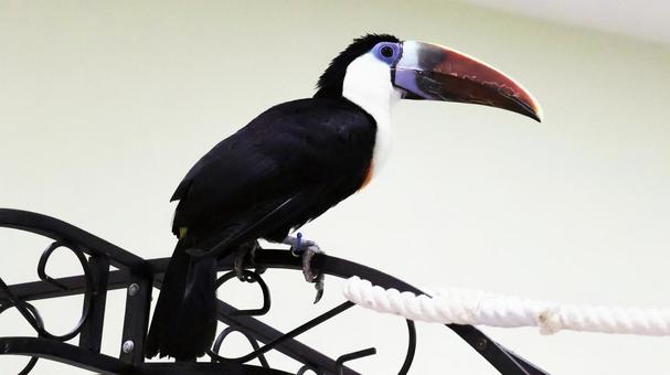 シロムネオオハシ シロムネオオハシ シロムネオオハシ,オオハシ,鳥の写真素材