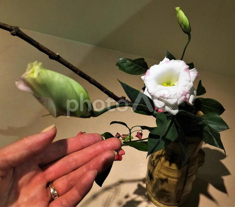 トルコ桔梗と女性の手 トルコ桔梗,女性の手,生け花の写真素材