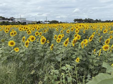 ひまわり ひまわり,黄色,綺麗の写真素材