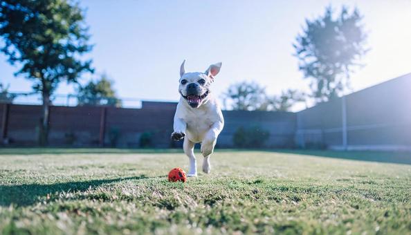 フレンチブルドックの子犬 フレンチブルドックの子犬の写真
