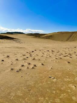 鳥取砂丘 鳥取,鳥取砂丘,鳥取県の写真素材