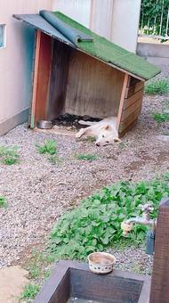 暑くてグッタリの犬 暑くてグッタリの犬 犬,暑い,飼い犬の写真素材