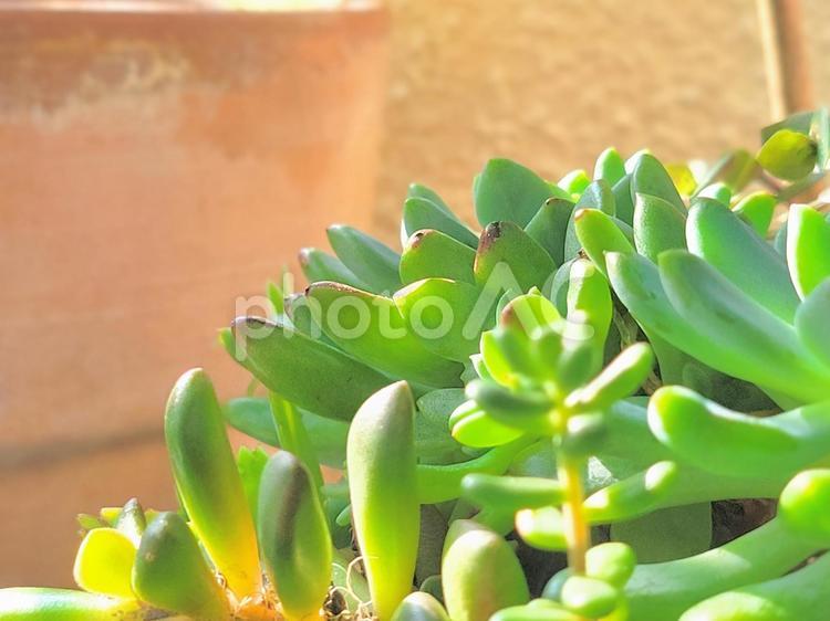 爽やかな朝の陽射と多肉植物 観葉植物,多肉植物,グリーンの写真素材