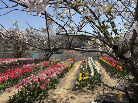 桜とチューリップ 桜とチューリップ 自然,桜,チューリップの写真素材